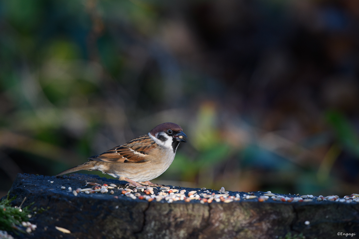 DSC_7885.jpg