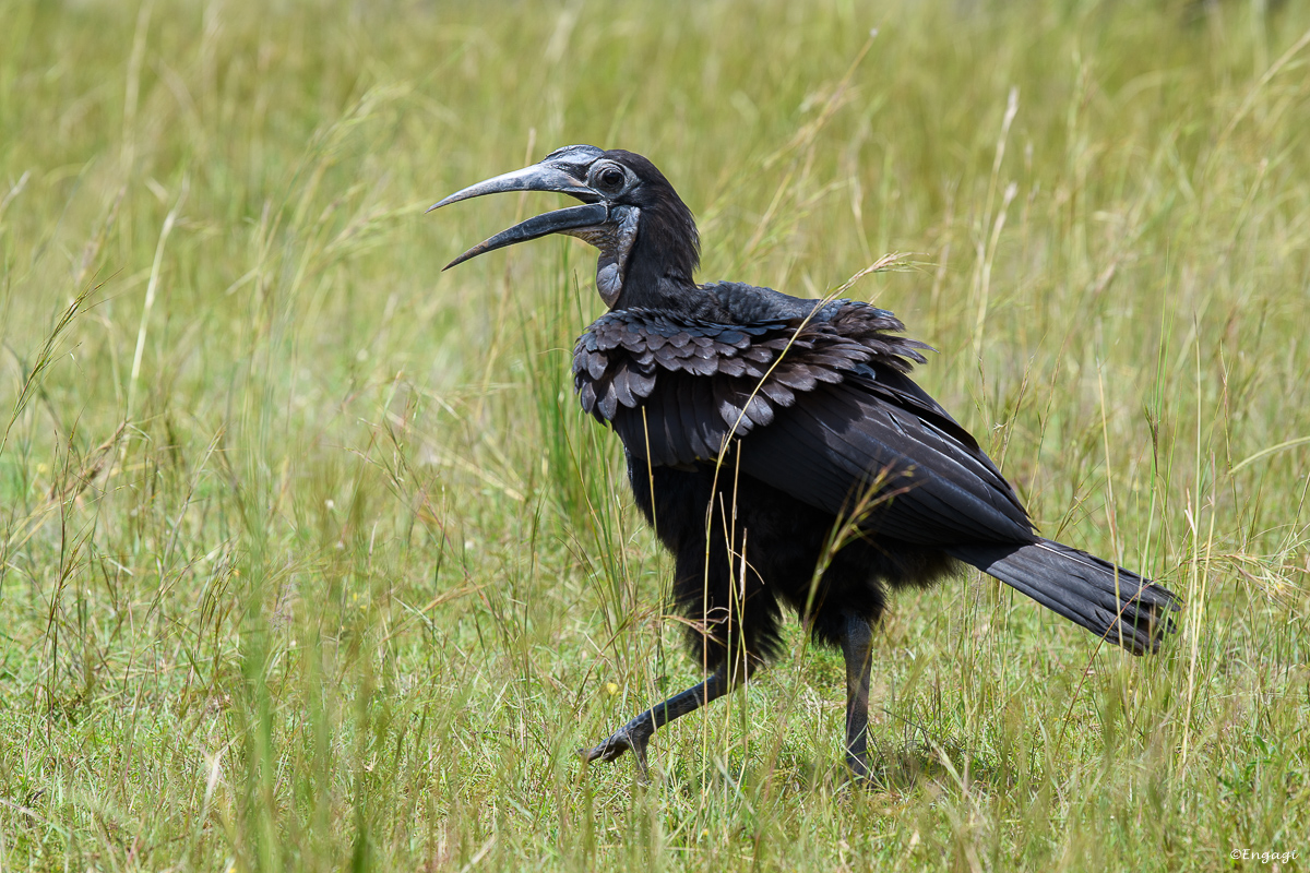 Uganda%200384.jpg