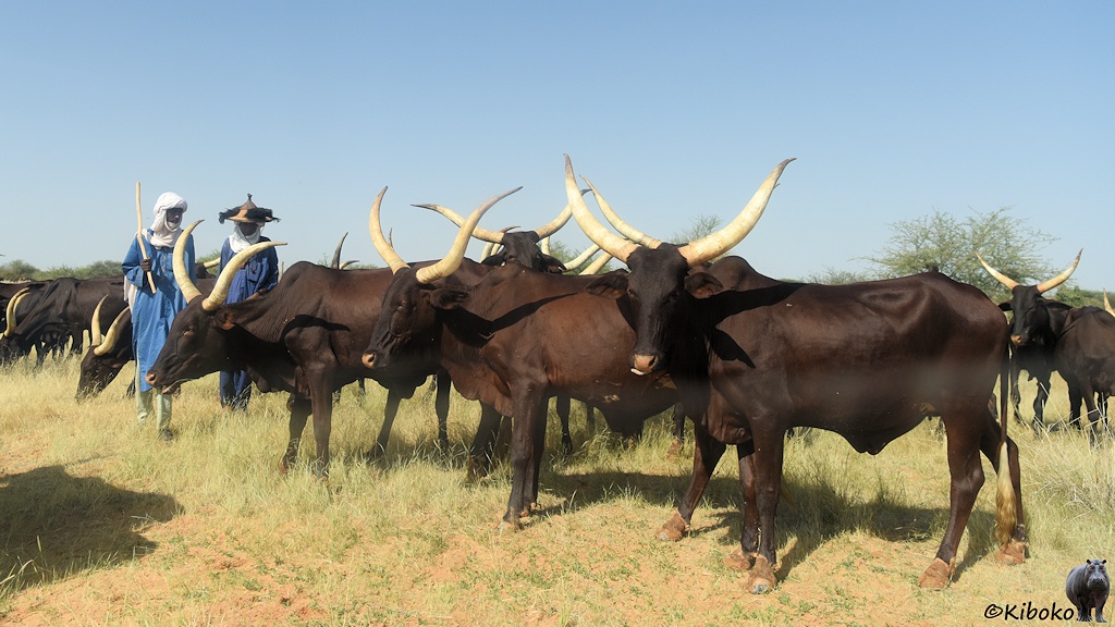 Das Bild zeigt eine Herde dunkelbrauner Rinder mit weit herausragenden geschwungenen weißen Hörnern. Im Hintergrund sind zwei Männer im blauem Gewand mit weißen Turban, Fulb hüten und Hirtenstock.