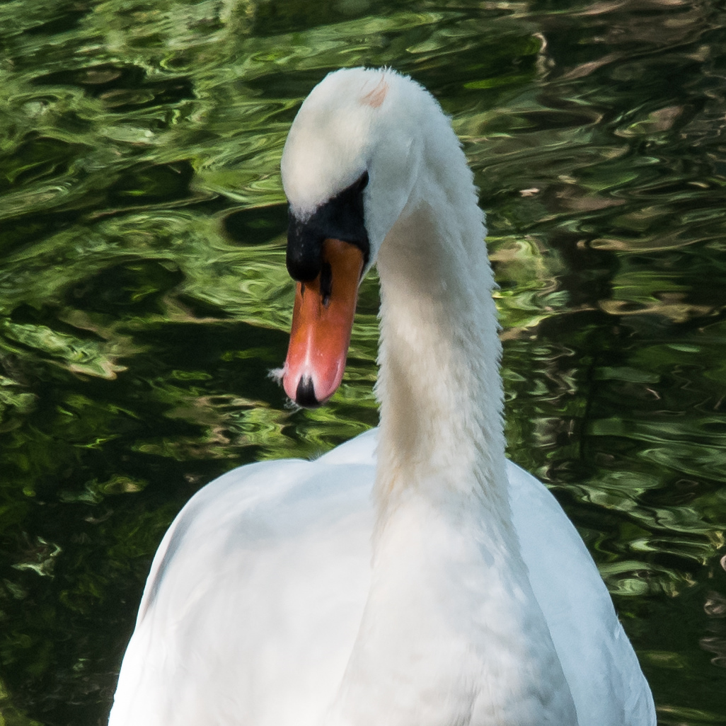 schwan-mh-100.jpg