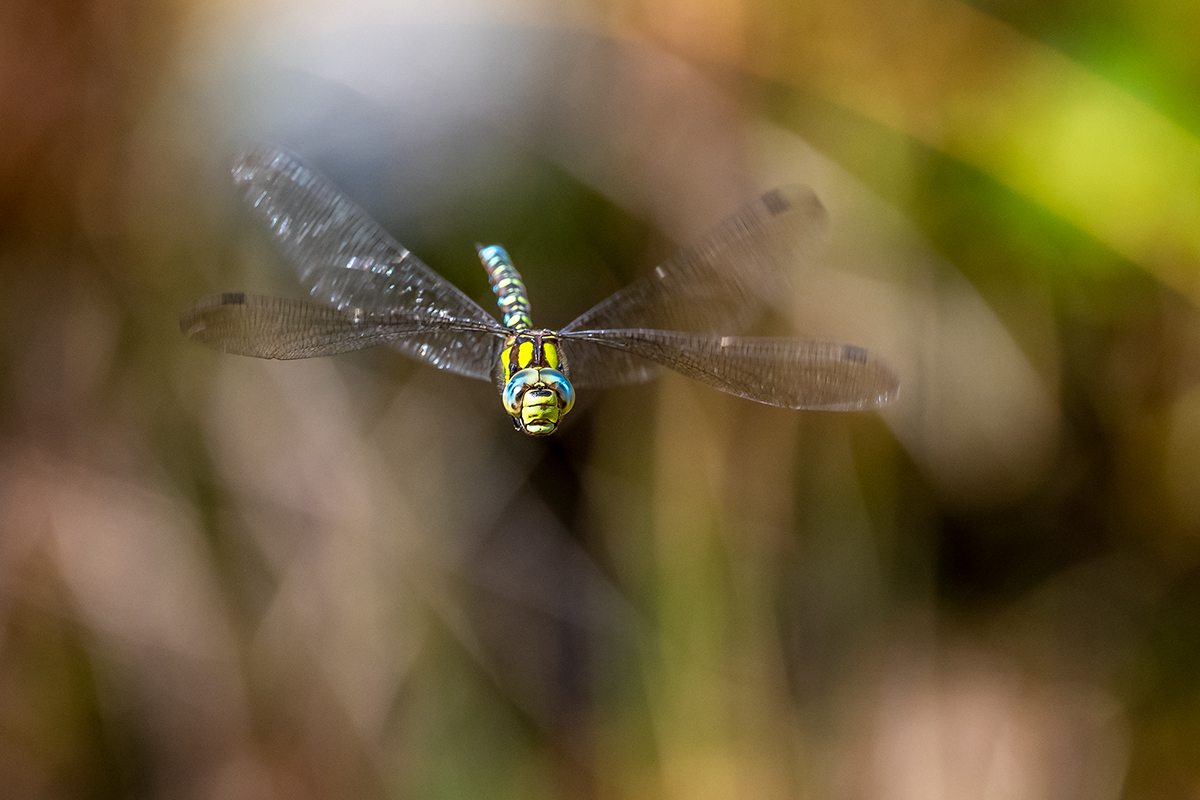 20201009_ND5_1293NF.jpg