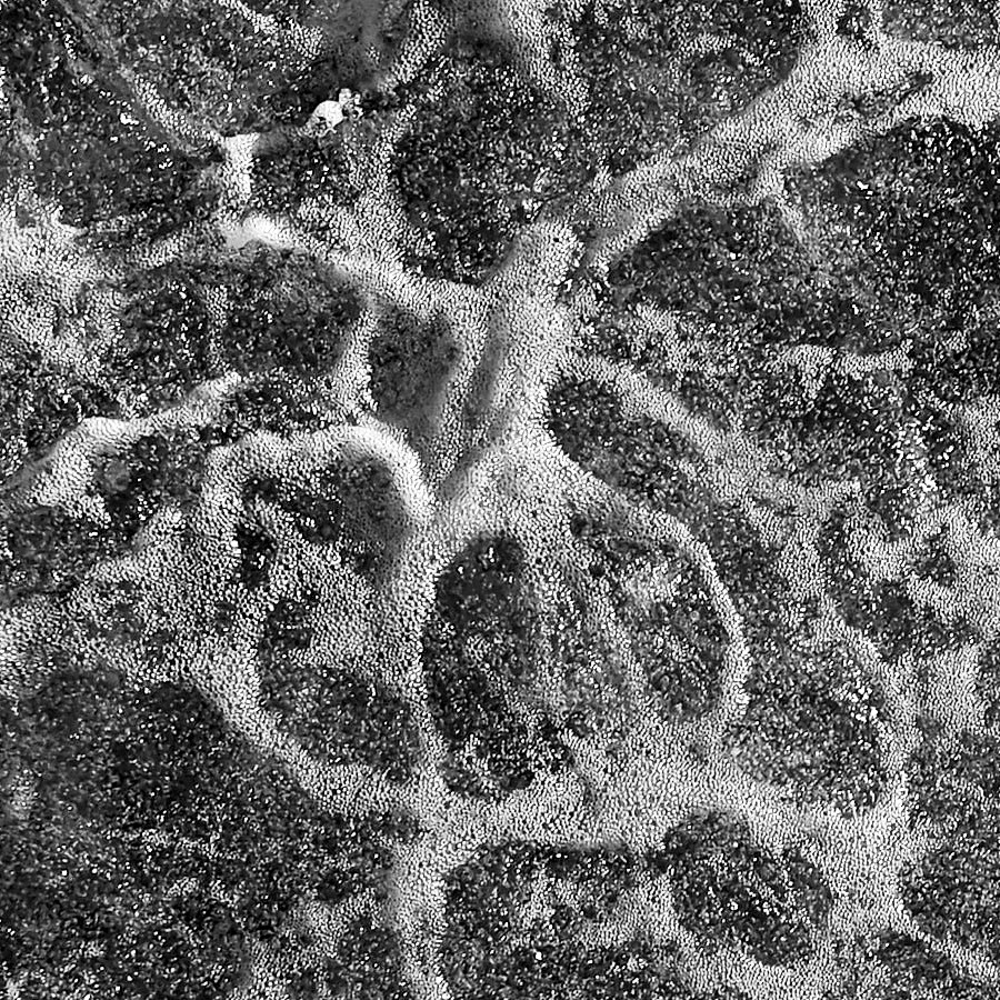 water-schaum-100-b.jpg