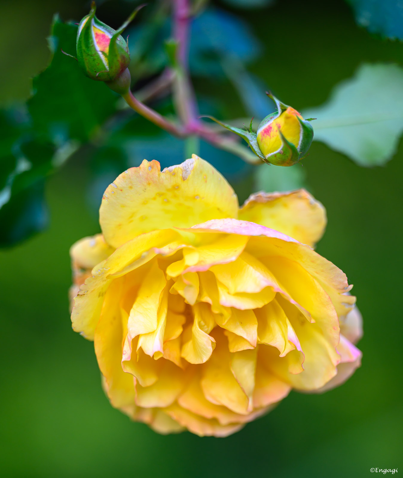 DSC_8863.jpg