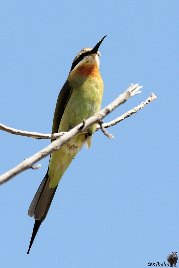 Das Bild einen Vogel mit hellgrünem Bauch, grünem Rücken, oranger Kehle, weißem Gesicht mit schwarzer Maske schräg von unten auf einem Ast sitzen.