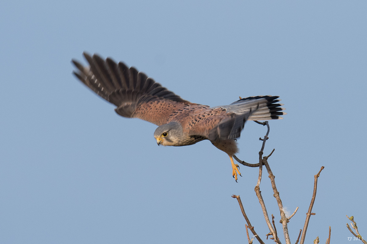 DSC_8412.jpg