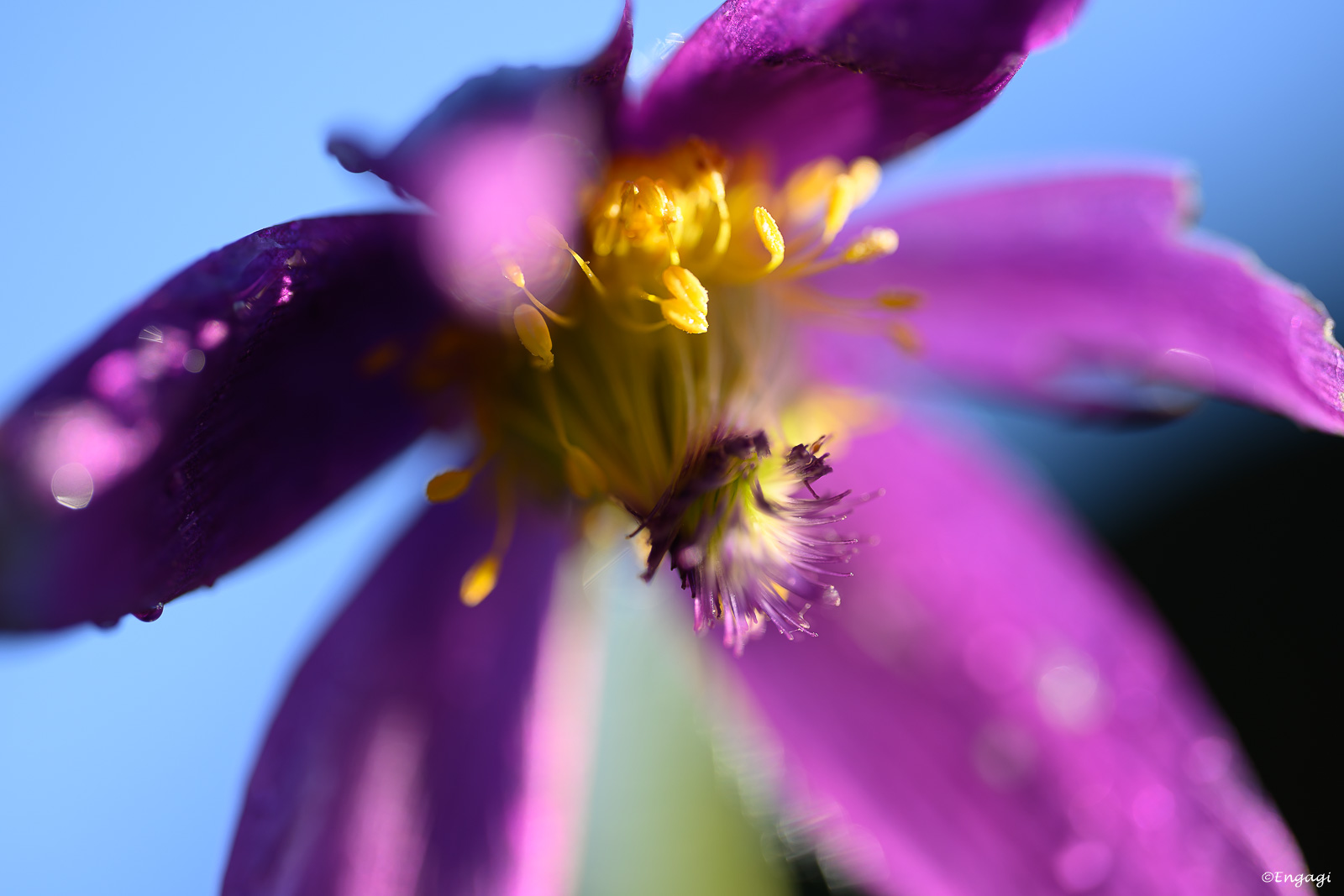 DSC_3529a.jpg
