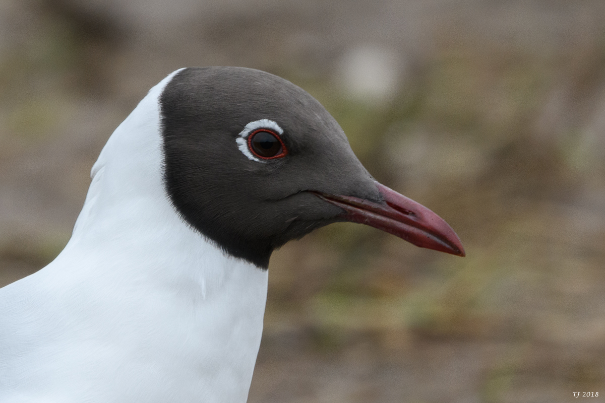 DSC_4670.jpg