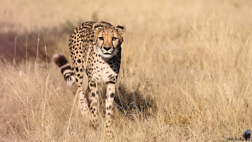 Ein Gepard läuft langsam auf die Kamera zu.
