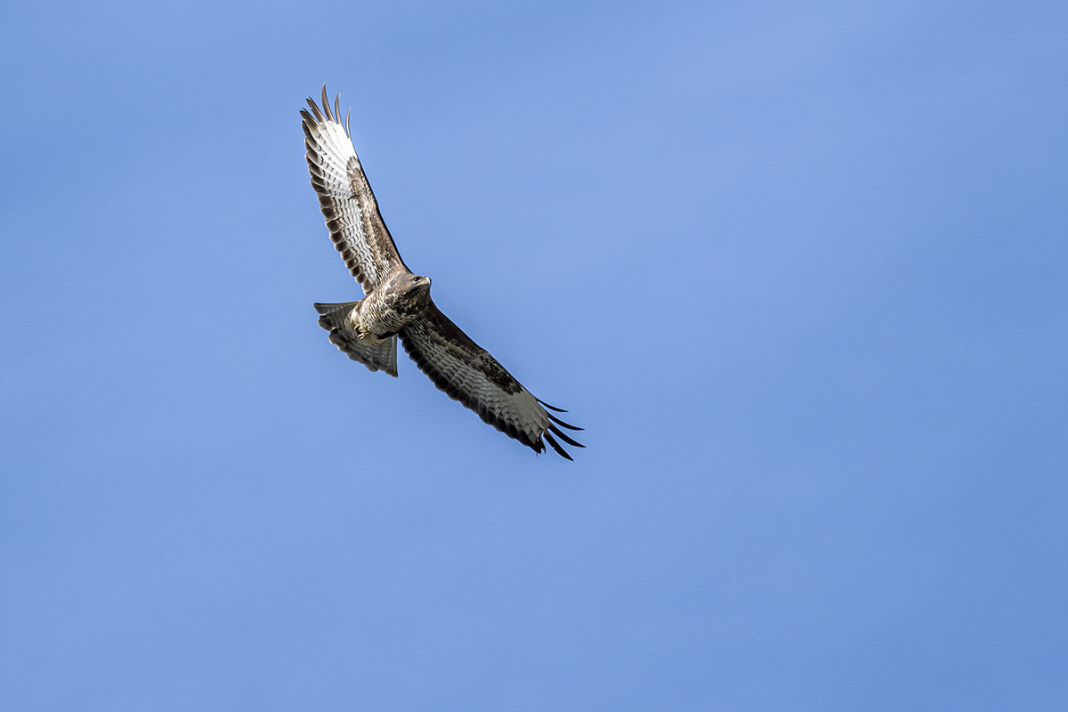 20201009_ND5_1100NF.jpg