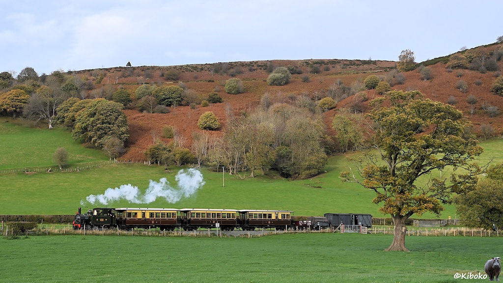 Das Bild zeigt eine dunkelgrüne Dampflokomotive mit drei braun-beigen Personenwagen und drei grauen Güterwagen von der Seite vor einem Hand aus grünem Gras und braunem Farn. Am rechten Bildrand ist ein großer Laubbaum mit grün-gelblich gefärbten Blättern.