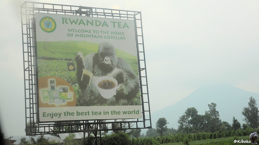 Das Bild zeigt eine Werbetafel mit einem Gorilla in einer Teeplantage. Der Gorilla hält eine Teetasse und einen Teebeutel. Auf dem Schild steht: Enjoy the best tea in the world. Neben dem Schild ist im Hintergrund ein Vulkan.