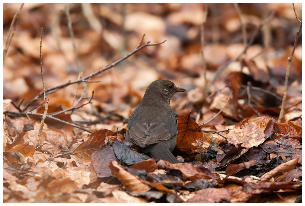 Amsel003.jpg