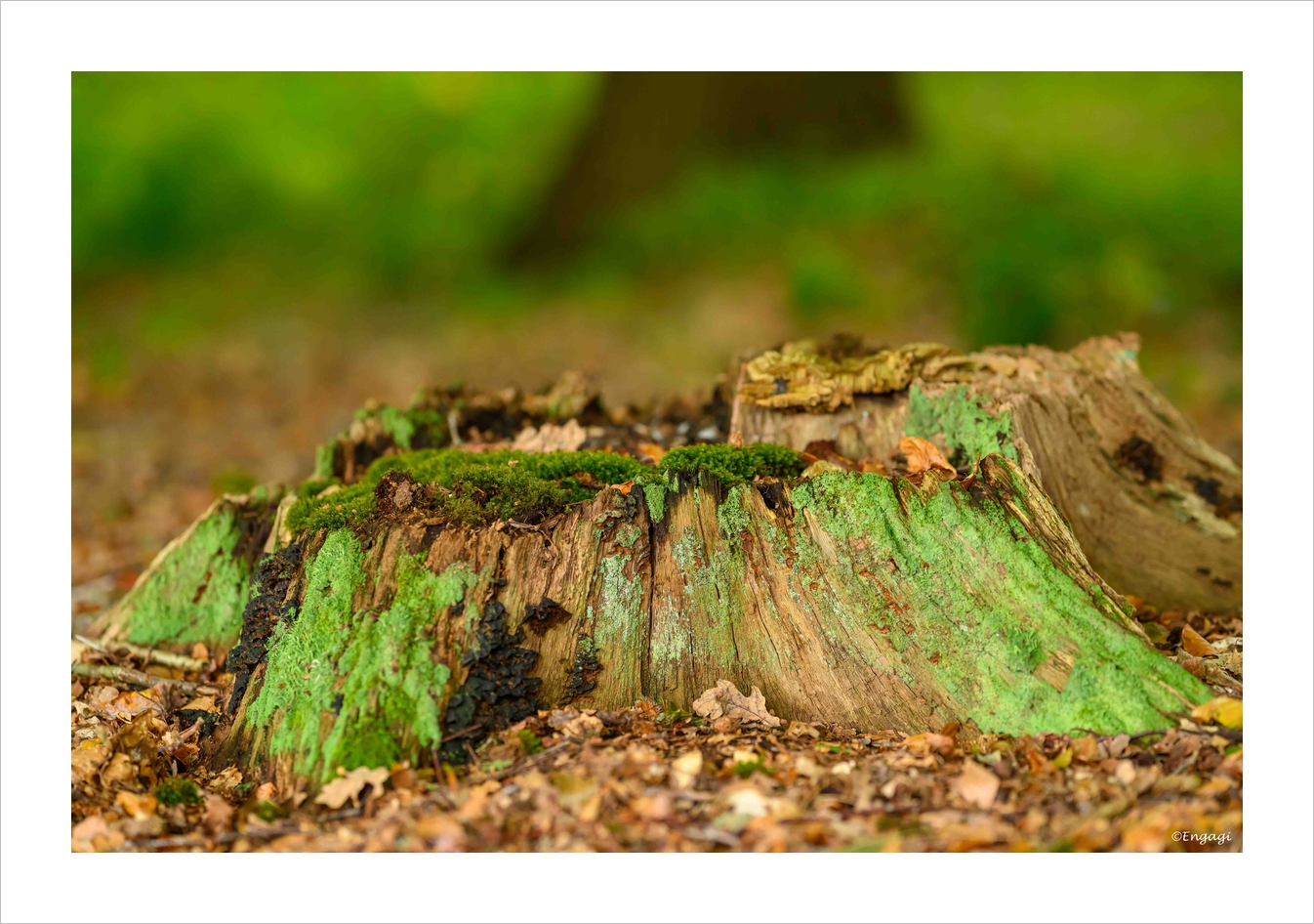 DSC_0627.jpg