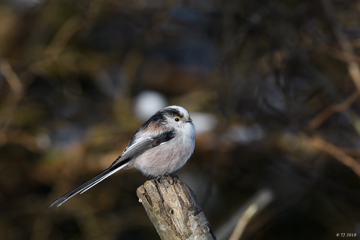 DSC_3350.jpg