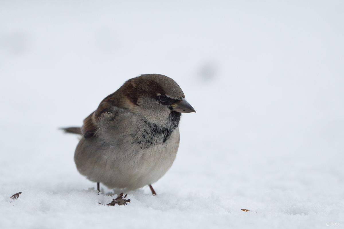 DSC_2664-3.jpg