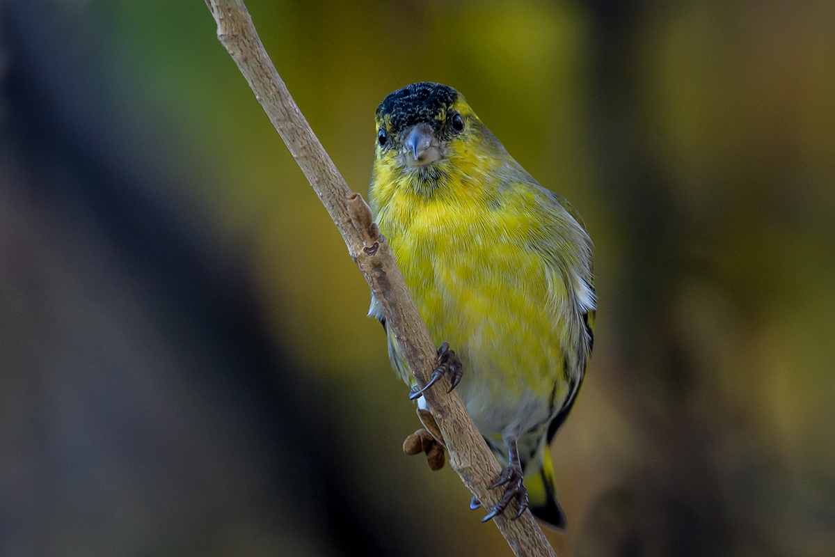 20201106_ND5_0915NF.jpg