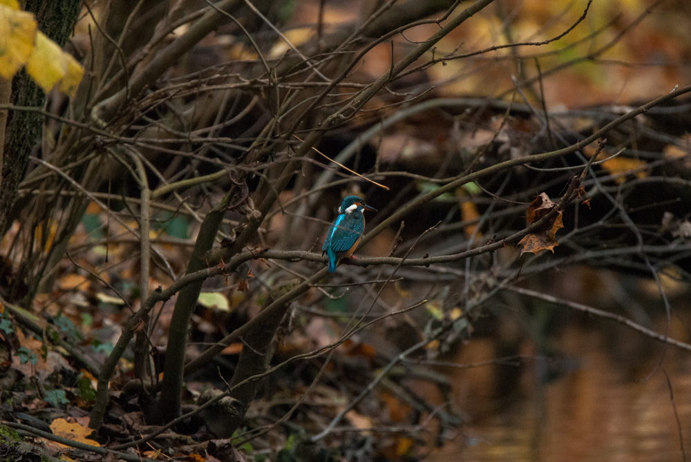 Eisvogel001.jpg
