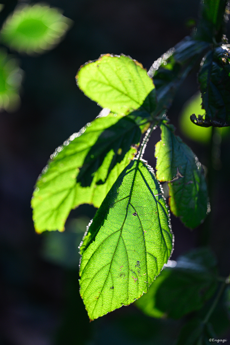DSC_0683.jpg