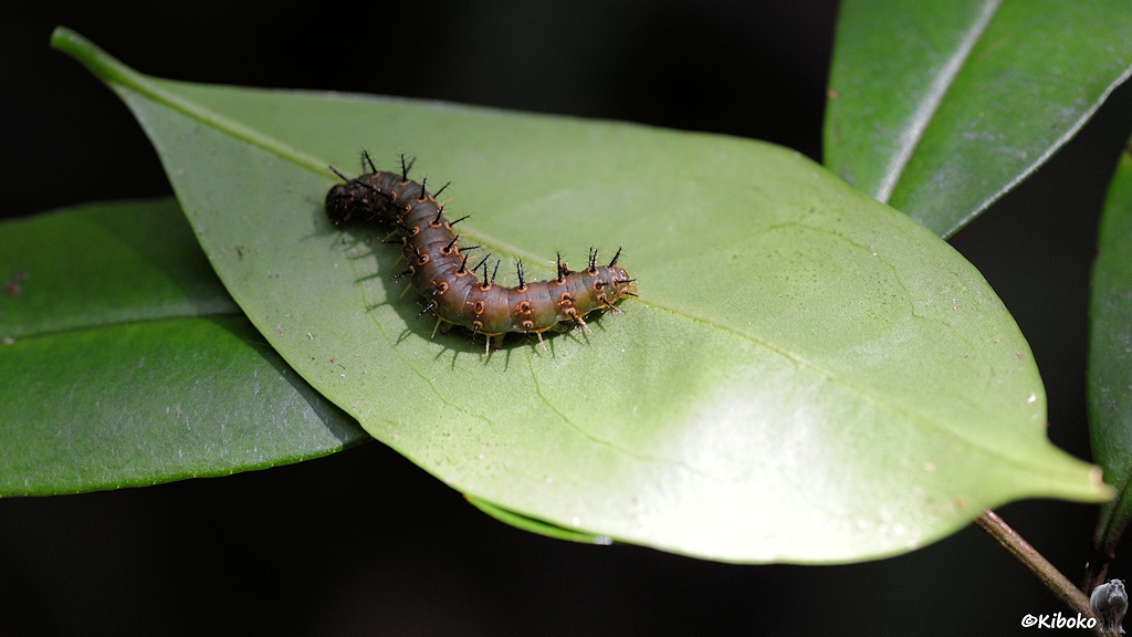 Das Bild zeigt eine stachlige grünbraune Raupe auf einem grünen Blatt.