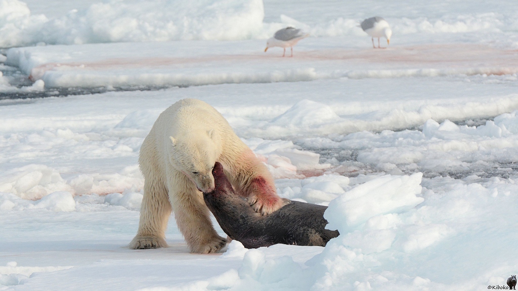 Der Eisbär dreht die Bartrobbe