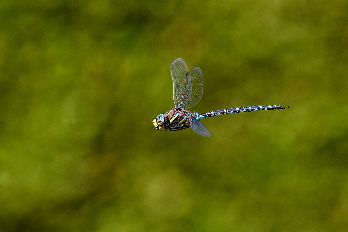 20180910_D500_0287NF.jpg