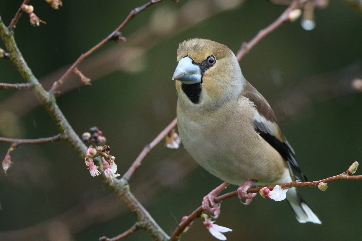 DSC_7383.jpg
