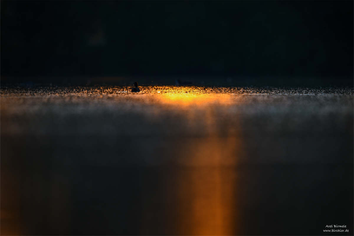 20140719_0028_PS_1200Px.jpg