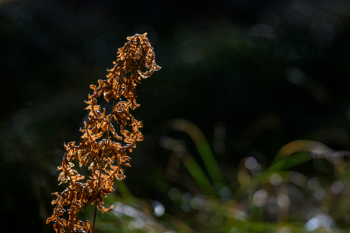 20220115_D500_1377NF.jpg