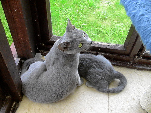 2508655847_0084f4da90.jpg