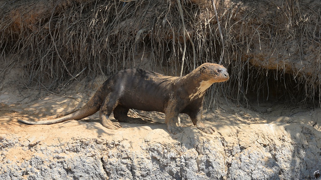 Riesenotter steht vor unbenutzen Otterbau
