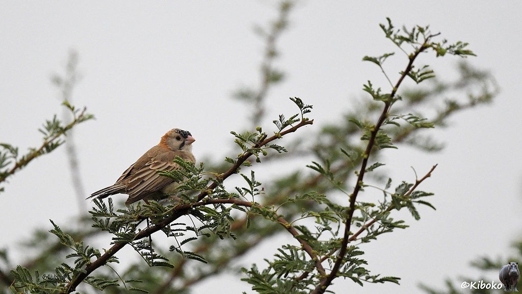 Das Bild zeigt eine kleinen braunen Vogel mit kurzen dicken rosa Schnabel, schwarzem Wangenstreifen und schwarzer Stirn mit weißen PUnkten. Der Voel sitzt auf einem Ast mit zarten ausgefransten Blättern.