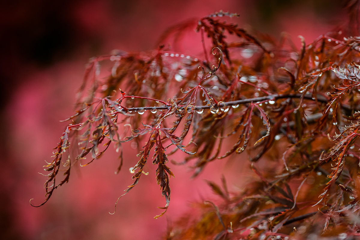 20201016_ND5_1842NF.jpg