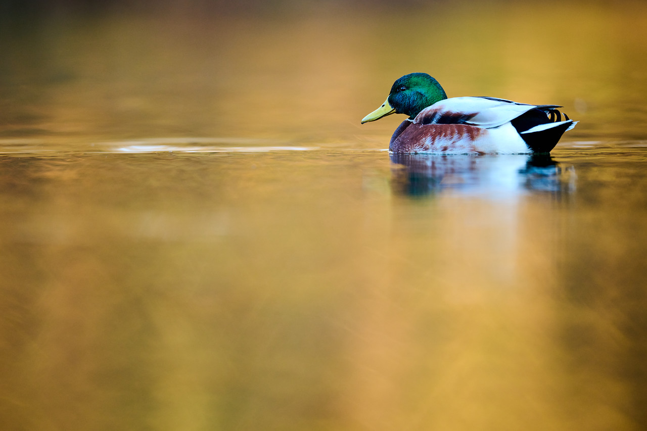 DSC_7791-X2.jpg