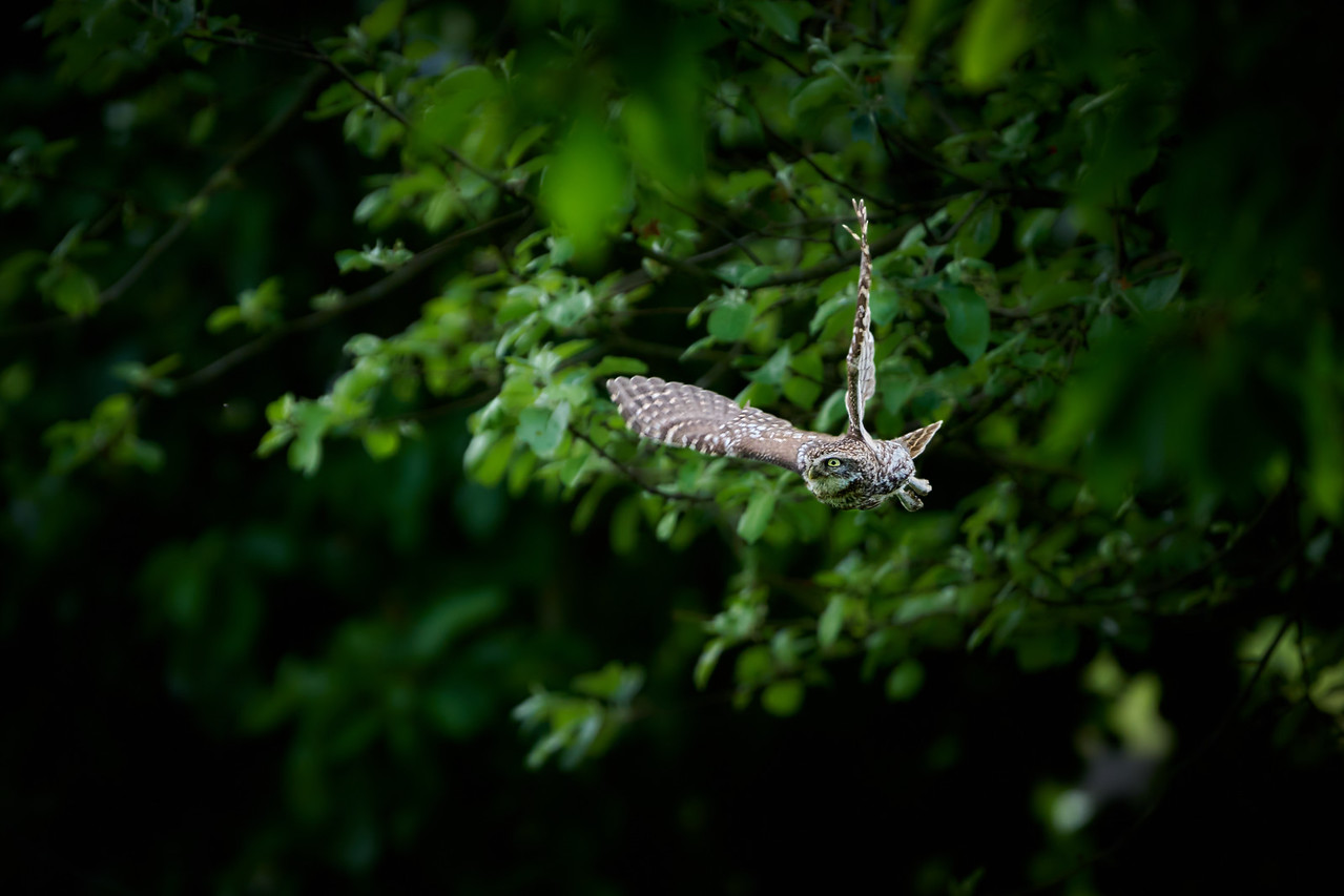 DSC_2152-X2.jpg