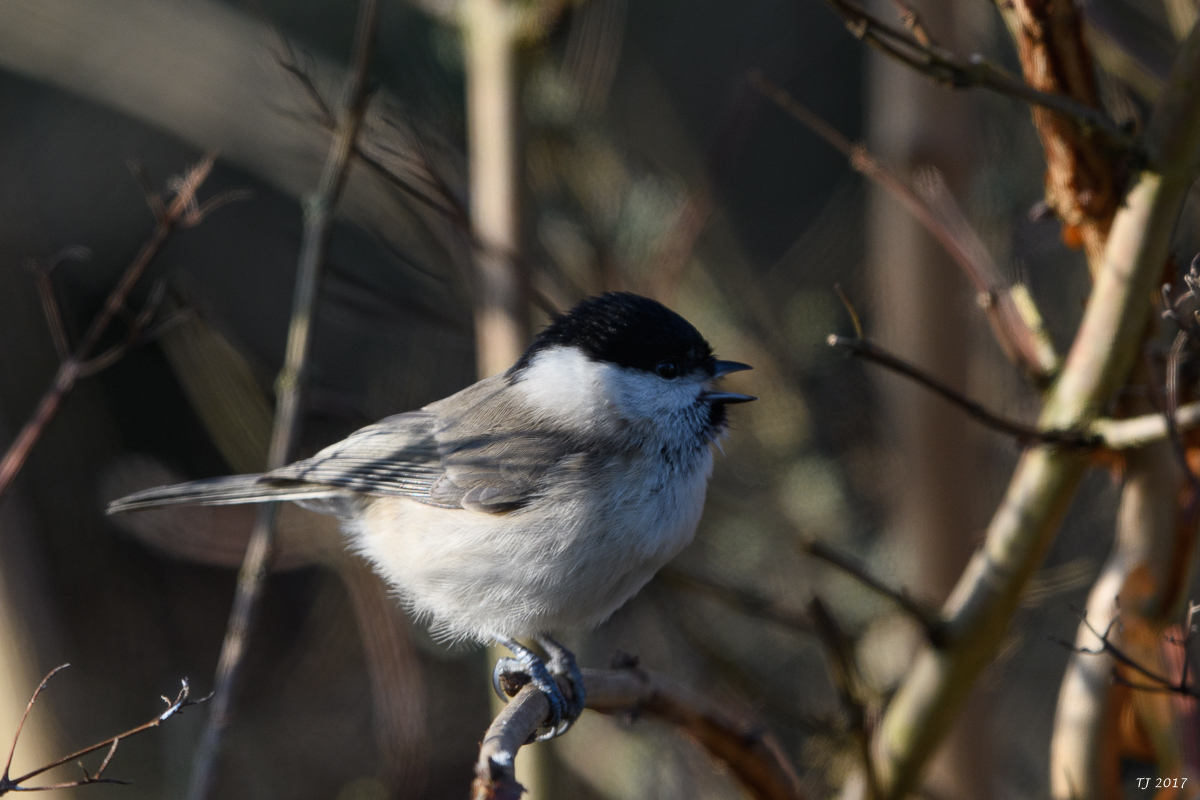 DSC_0801.jpg