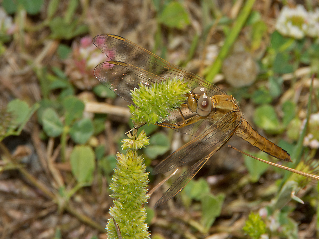 DSC_0122.jpg