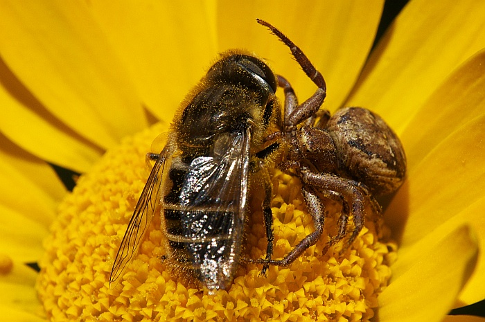 DSC_3573a.jpg