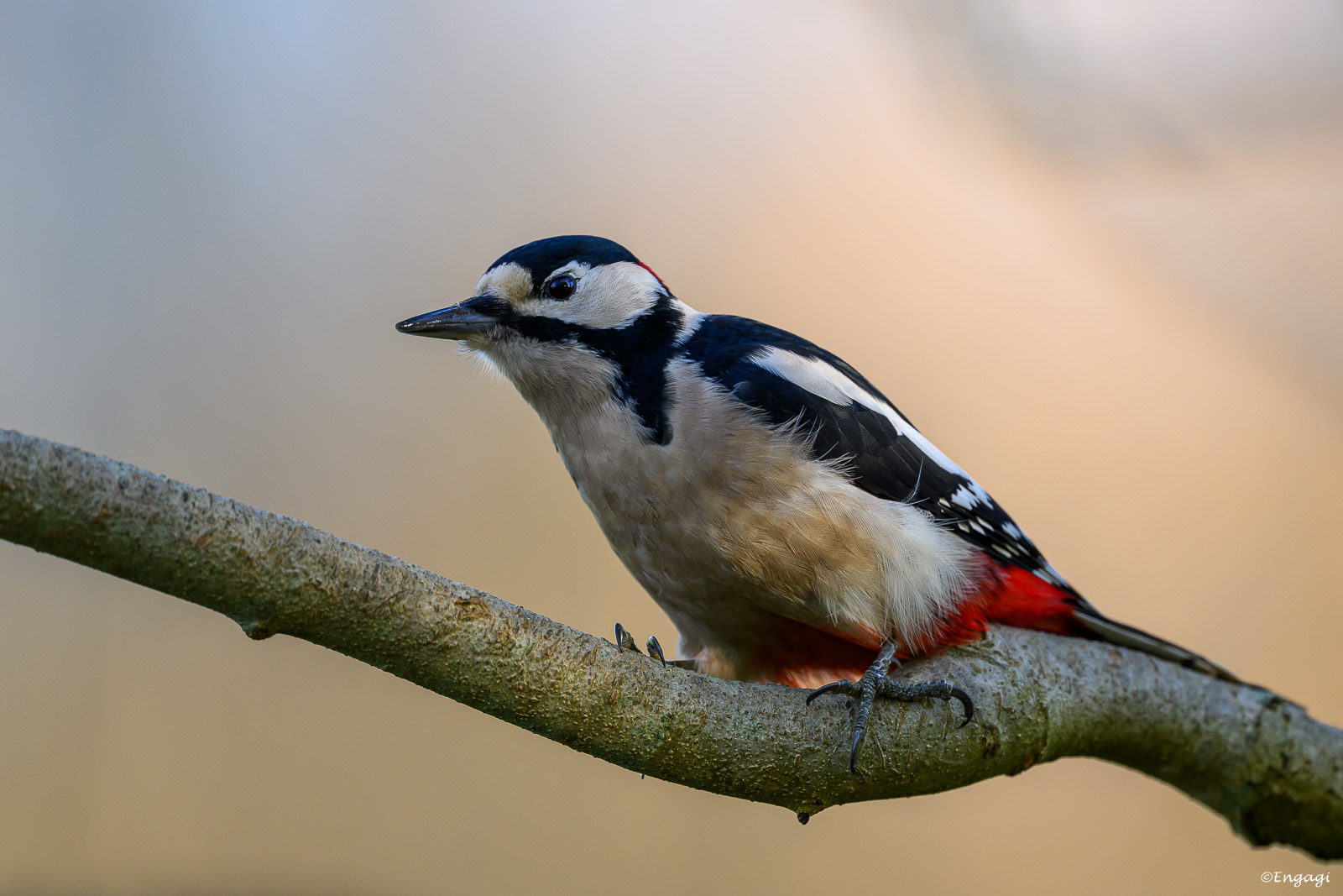 DSC_1275.jpg