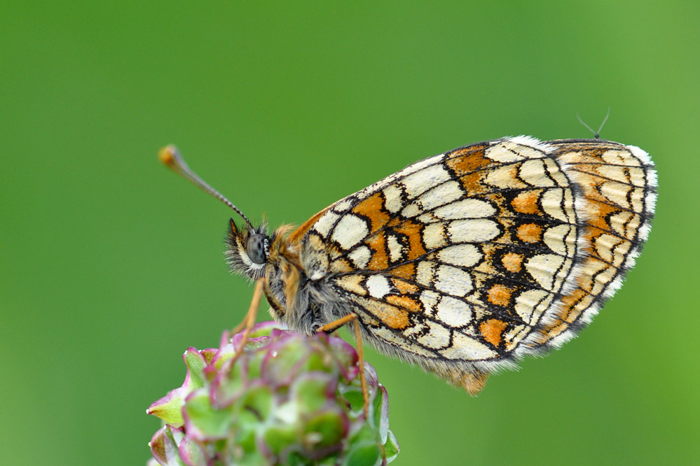athalia_Immendingen.jpg