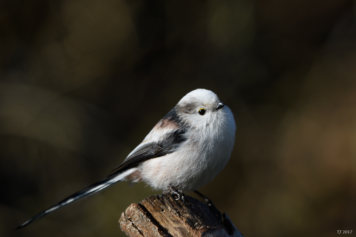 DSC_0693.jpg