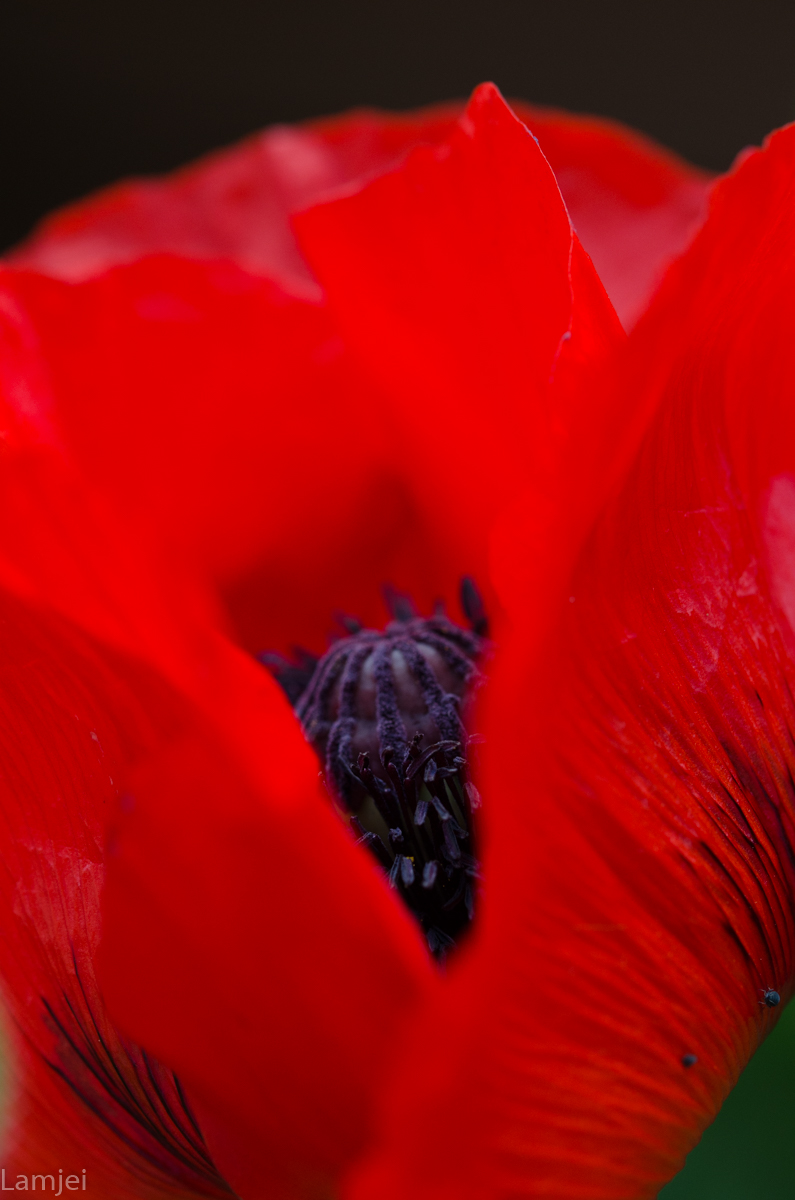 DSC_2294.jpg