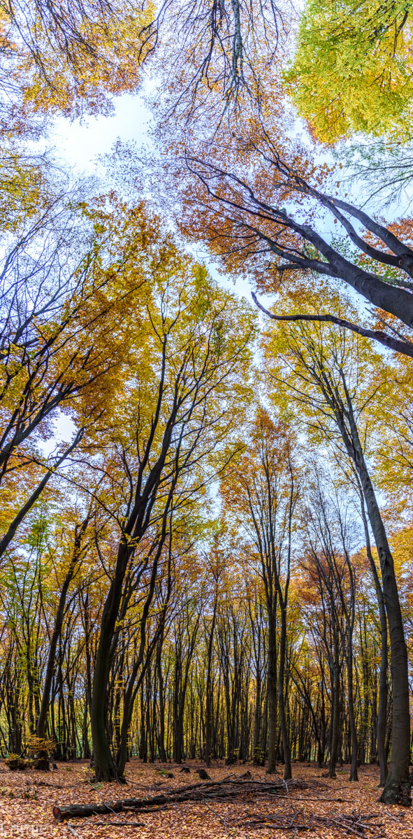 DSC_4507-Pano.jpg