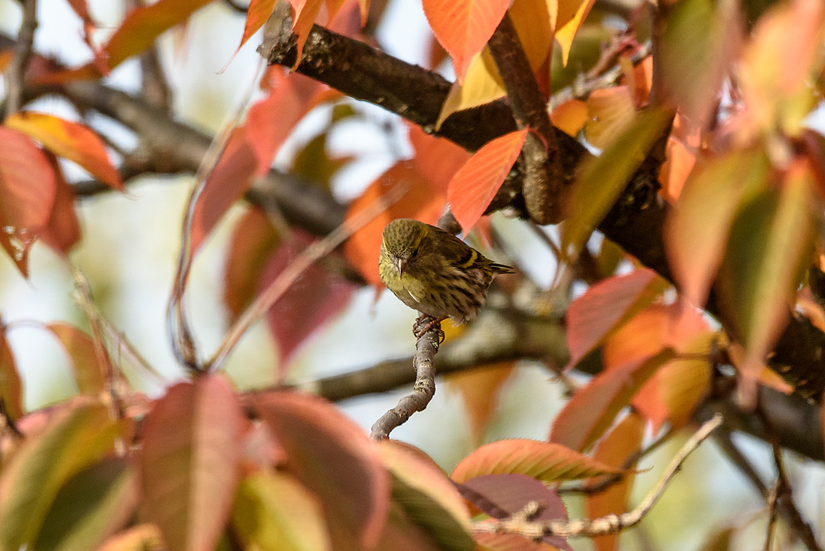 20171105_D810_0670NF.jpg