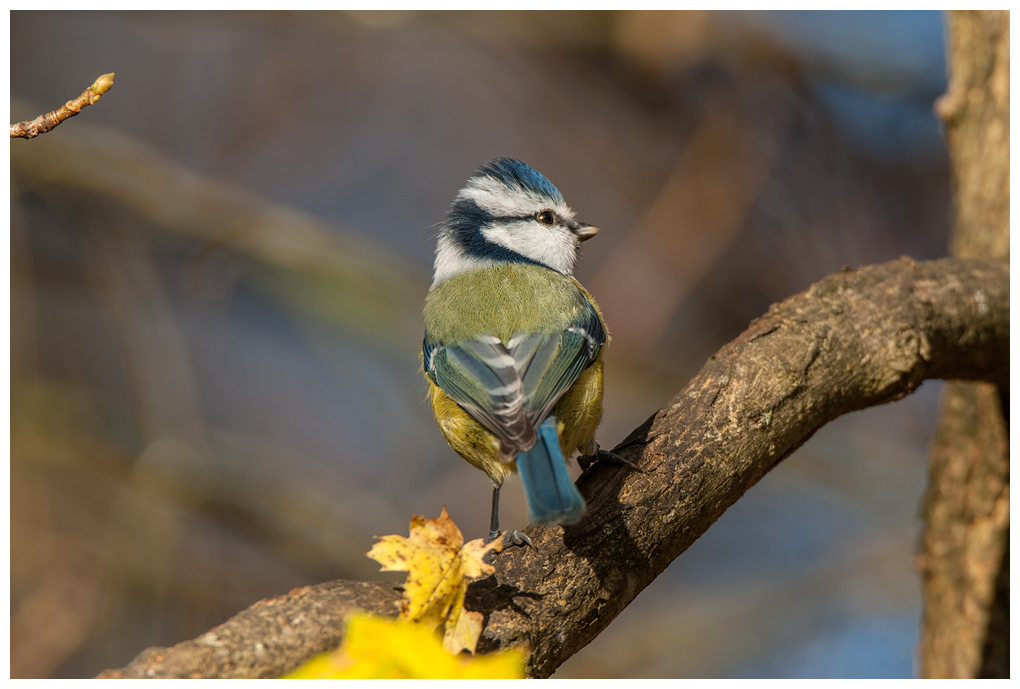 Blaumeise060.jpg