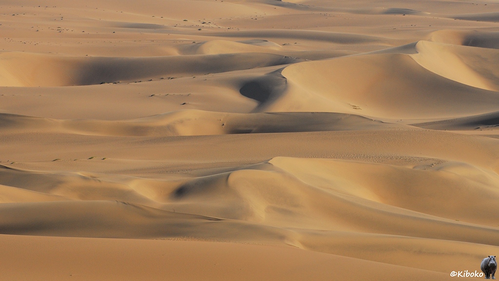Strukturen der Dünen