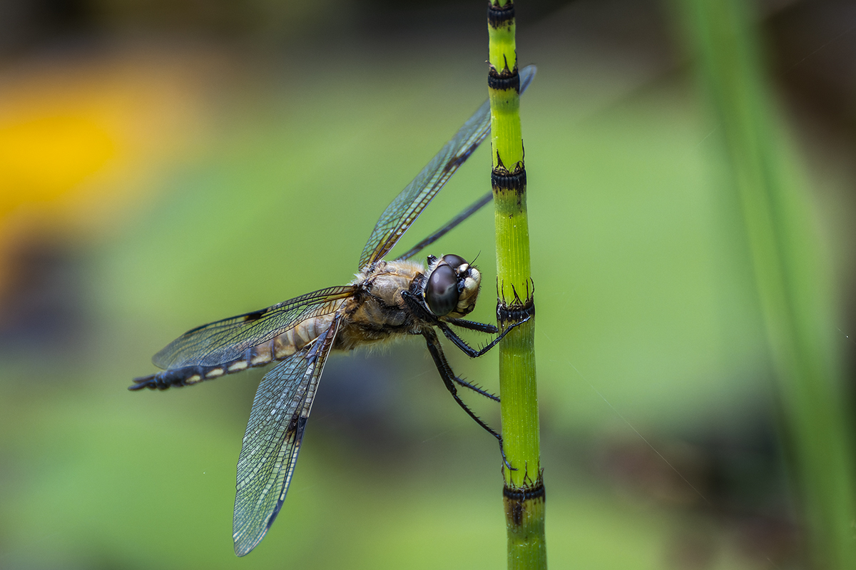 20230702_NZ9_0117_DPNF.jpg