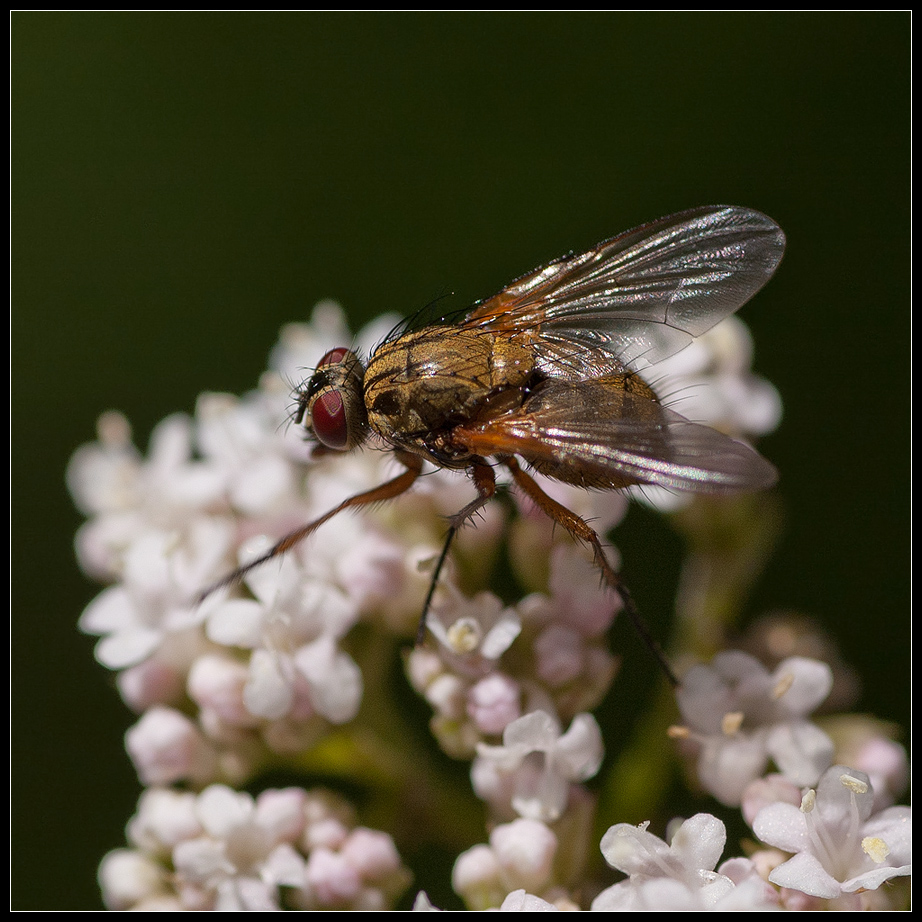 Fliege%20002.jpg