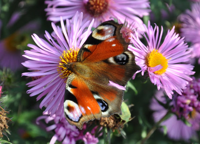 DSC_1708.JPG