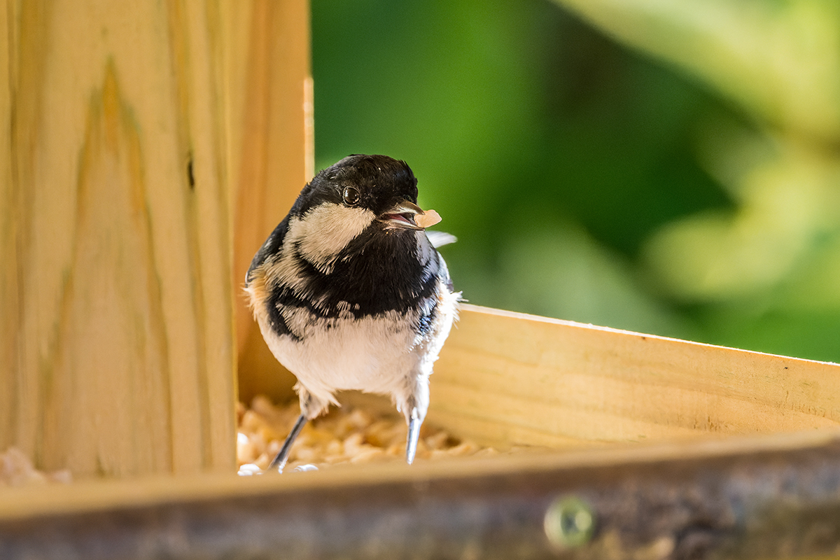 20211017_NZ7_1434_DxONF.jpg