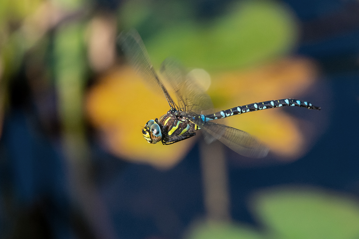 20180805_ND5_0347NF.jpg